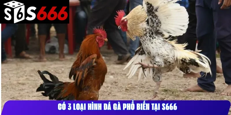 Có 3 loại hình đá gà phổ biến tại S666