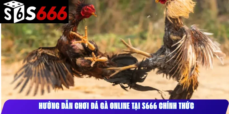 Hướng dẫn chơi đá gà online tại S666 chính thức