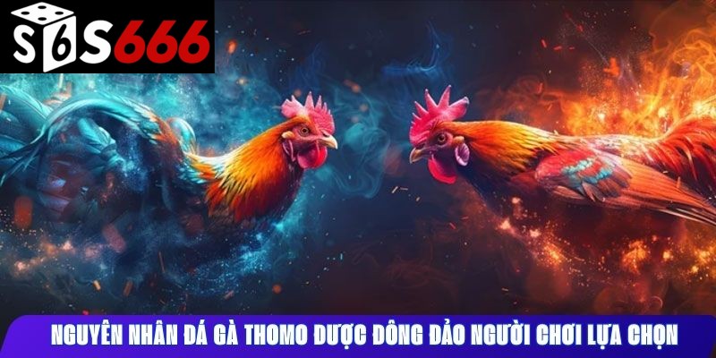 Nguyên nhân đá gà Thomo được đông đảo người chơi lựa chọn